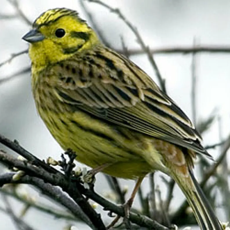 Yellow Hammer