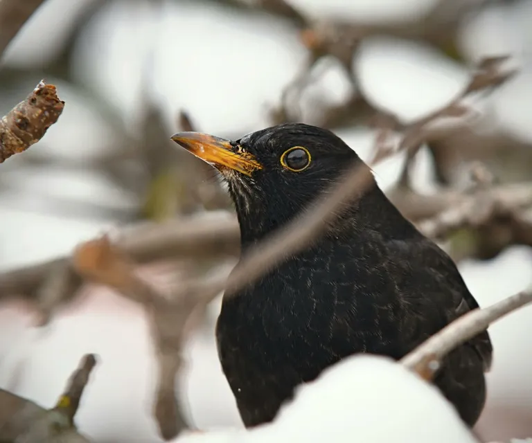 A blackbird perched on snow-covered tree branches in a winter setting, displaying its bright yellow beak.