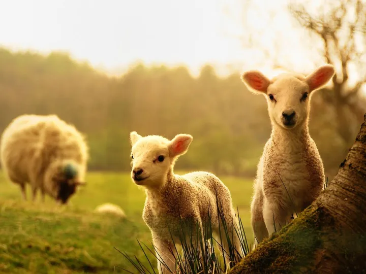 Sheep, lamb, animals, lamb, lamb, lamb, lamb, nature, lamb