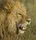 Close-up portrait of a lion in the wild, showcasing its powerful presence and majestic mane.