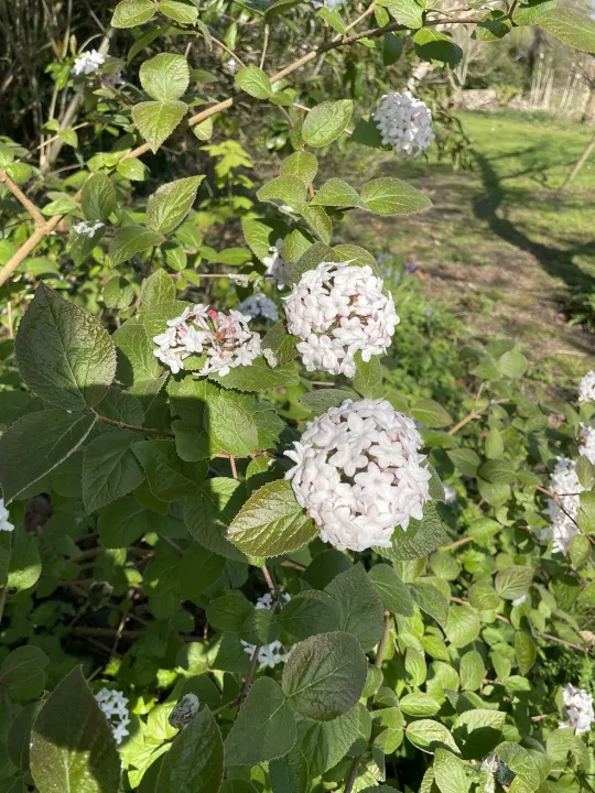 Mzz B's Garden
