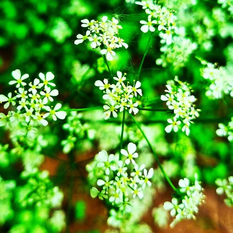 Cowparsley