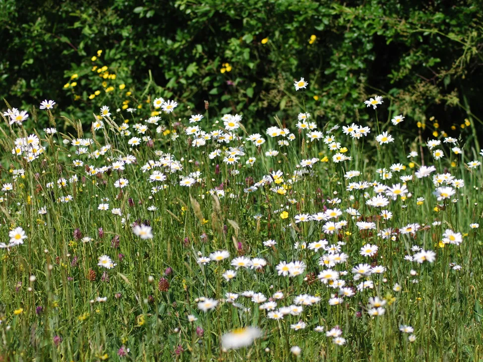 meadow