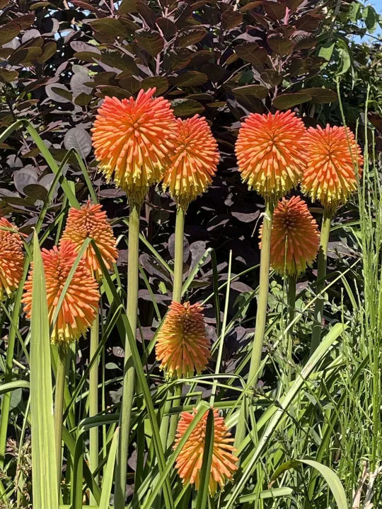 August25 garden