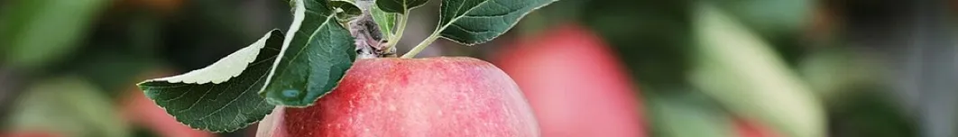 Apple, red, hand, apple plantation, yummy, fruit, vitamins, fresh, nature, healthy, ripe, pome fruit family, orchards, trees, fruit trees, fall, harvest, harvested, give, proffering, to hand over, apple harvest, present, keep, show, offer, apple, apple, a