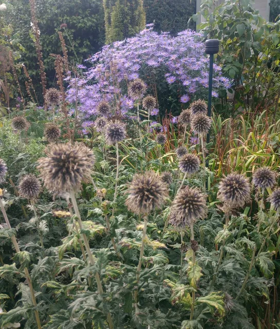 seed heads and flowers