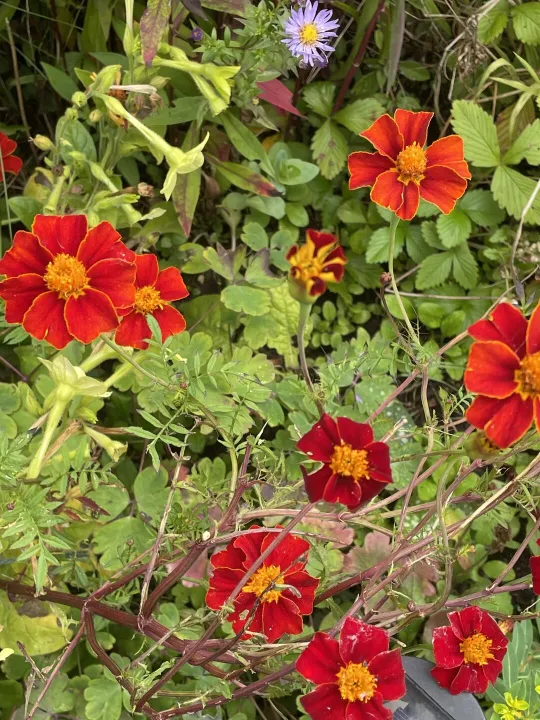 Autumn garden