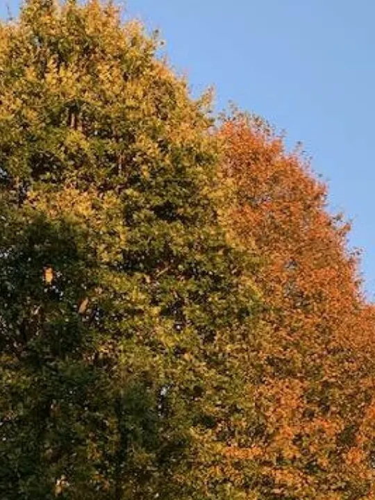 Autumn beauty 1