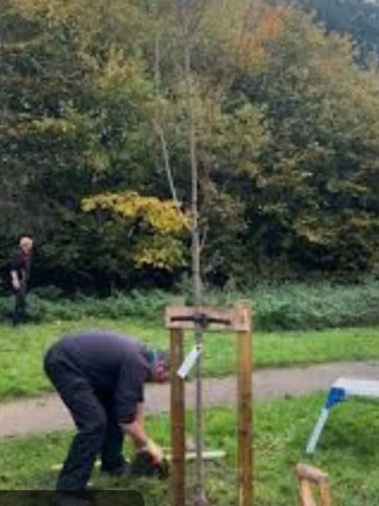 Bolesworth Memorial tree