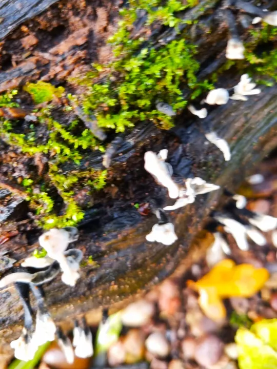 Staghorn Fungi