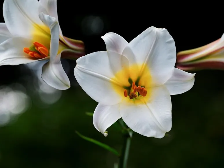 Lilies