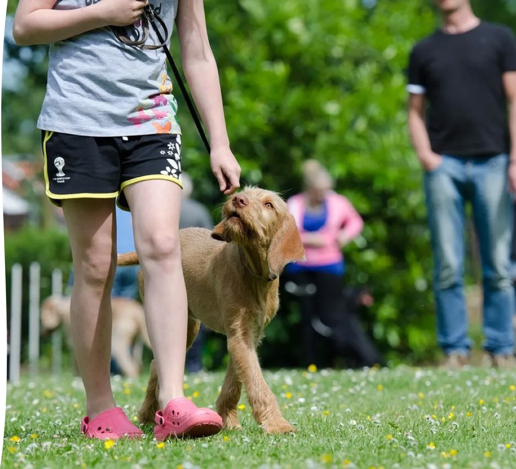 Dog school, dog training, pointing dog