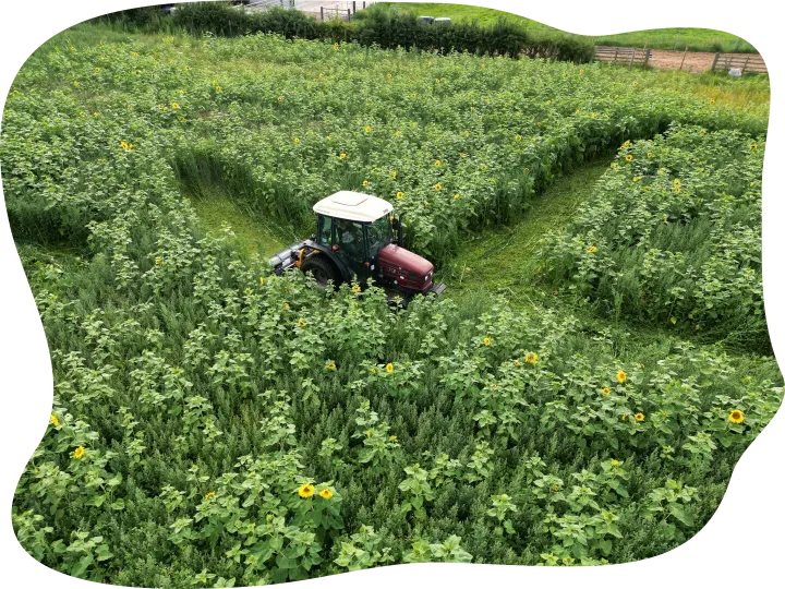 Family Exploring a Sunflower Maze