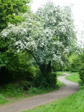 White Hawthorn