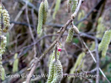 Green Catkins With Red Stigmas Of Female Flower In Centre