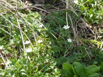 Wood anemone