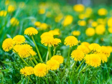 Dandelions in a field