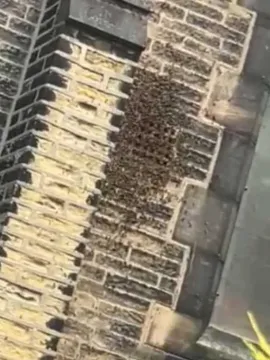 Bees 2