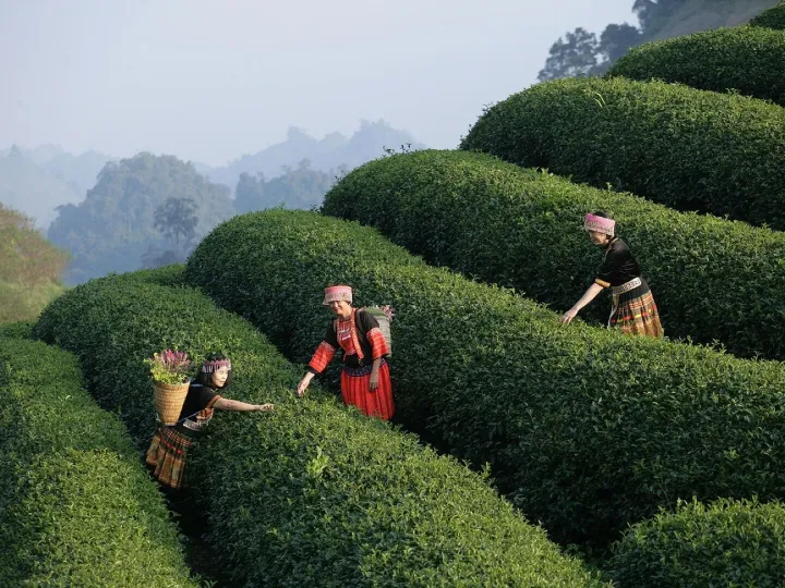 Camping, picnic, lunch, dining, travel, tour, expe