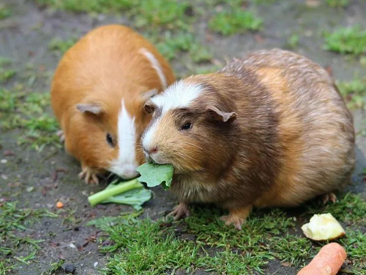 Two cute guinea pigs munching on fresh greens
