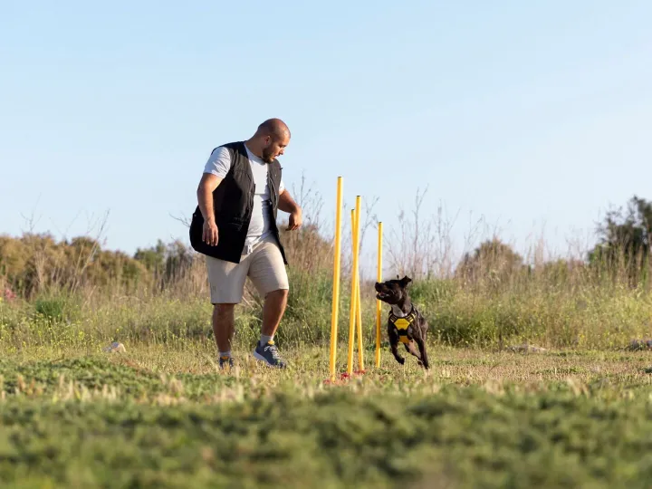 Dog trainer teaching dog to run though obstacles