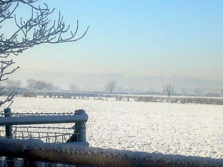 winter-leaf-adjusted-sm