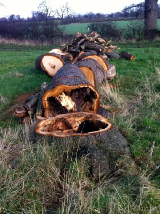 Fallen Oak – Feb 2016