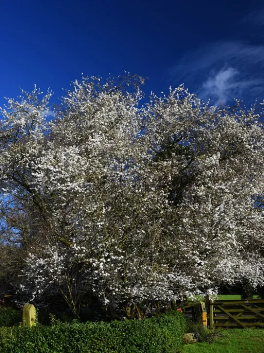 February Blossom