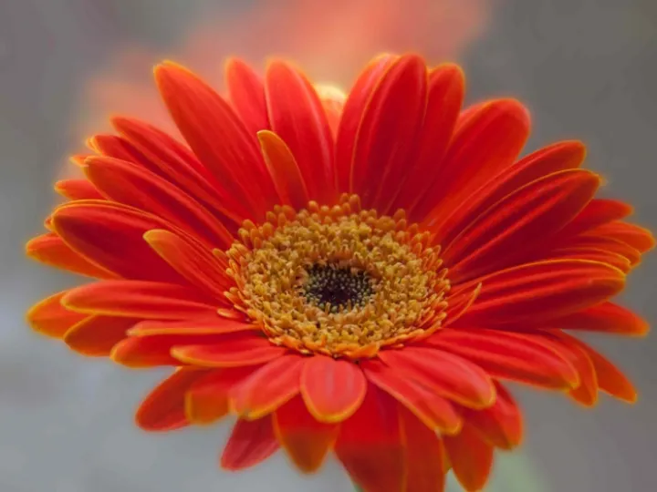 gerbera-orange-window-low-res