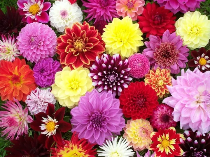 dahlia-wedding-flowers