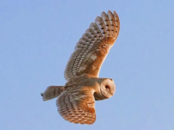BarnOwl2