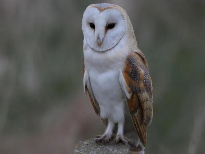 Adult Barn Owl (Latin Name &ndash; Tyto alba )