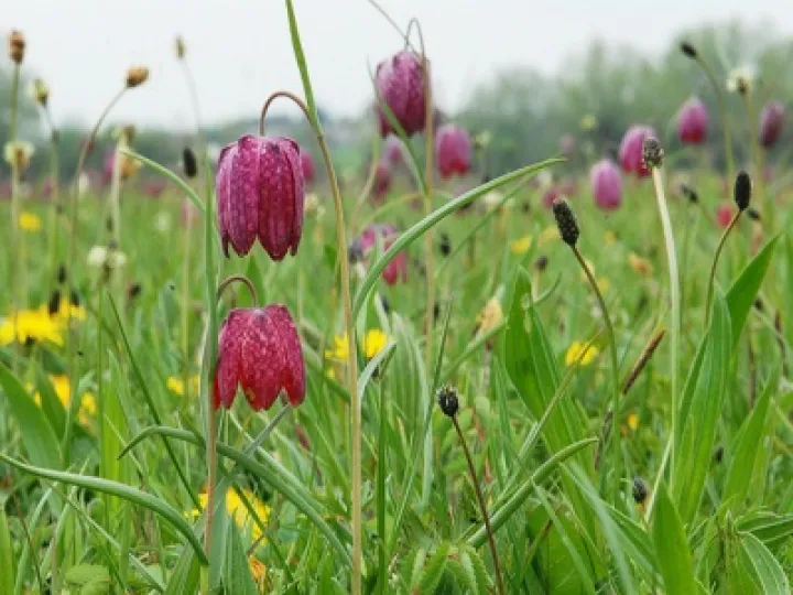 snakeshead fritillaries 03