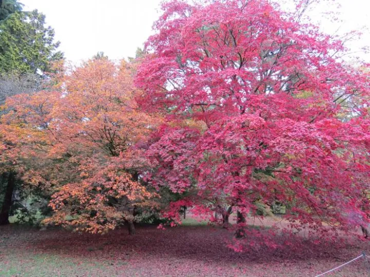 Colourful trees