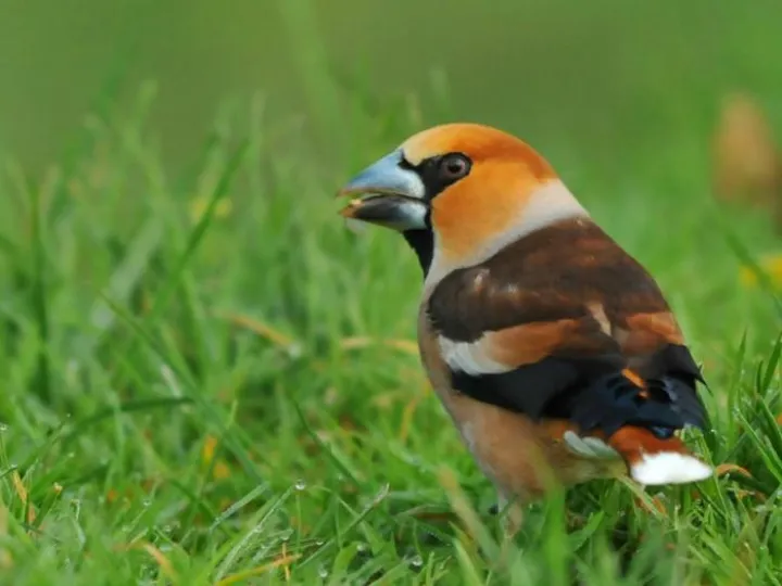 SizerghelusiveHawfinch
