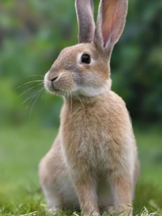 134675744-352-k402388