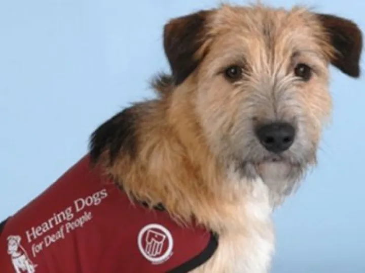 Hearing-Dogs-for-Deaf-People