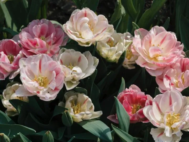 Kathryn's musings May