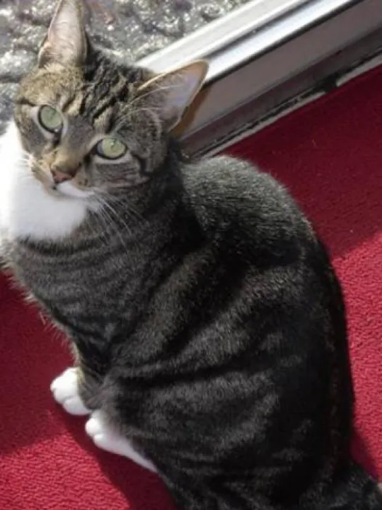 Danville-Callie-gray-tabby