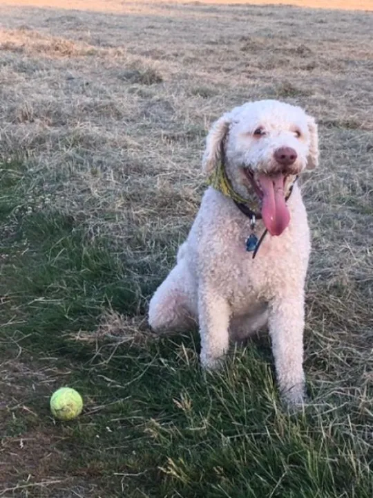 Dougal the missing dog