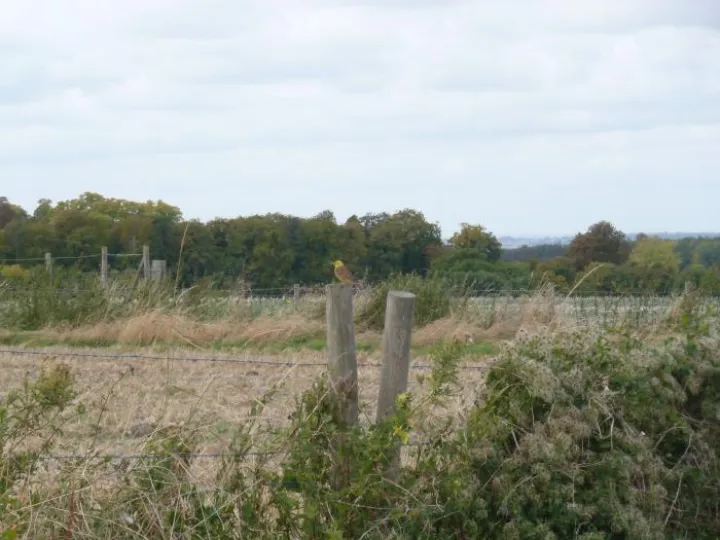 Ardington walk 3
