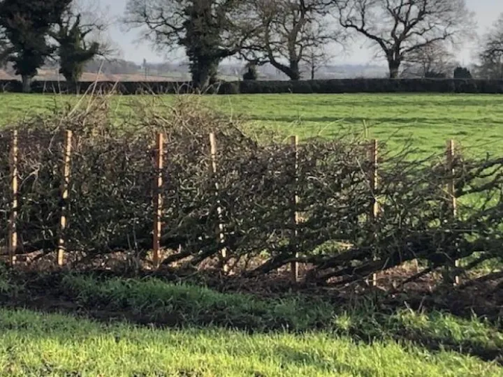 IMG_0799 (1) cropped