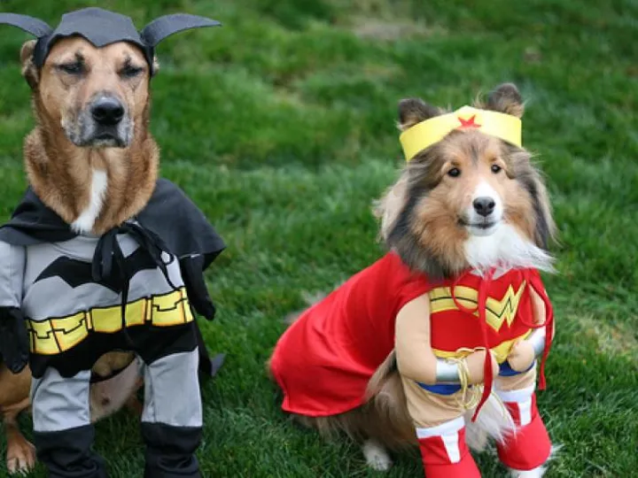Halloween dogs