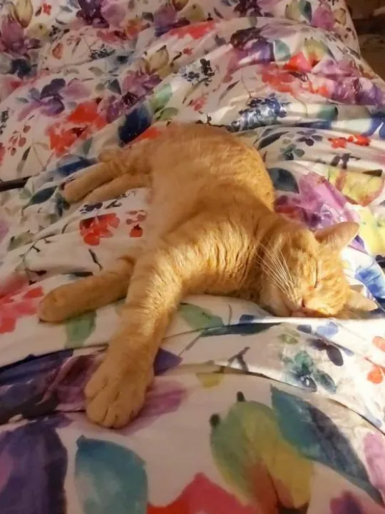 Missing cat 12 Dec 2019_596400831123405