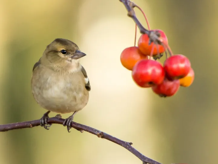 Bird and Berries 170420