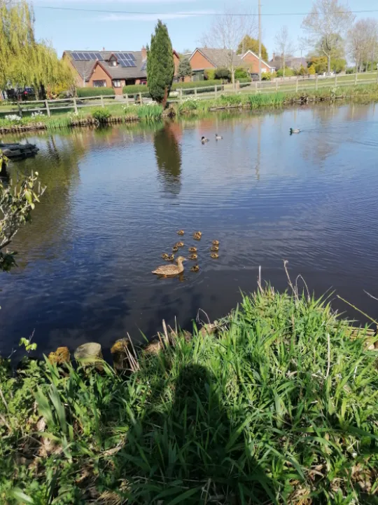 hankelow ducklings 2