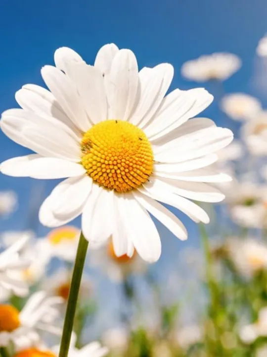 Daisy