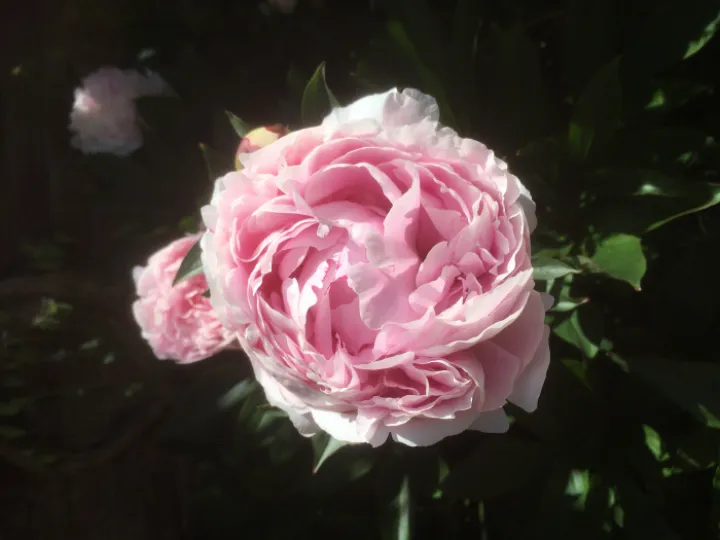 Image: 0C9CE7E0-3300-4F51-B269-0EC6FF1A7ACB