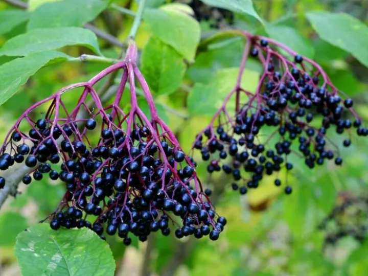 Tarvin Woodland Trees – Elderberries