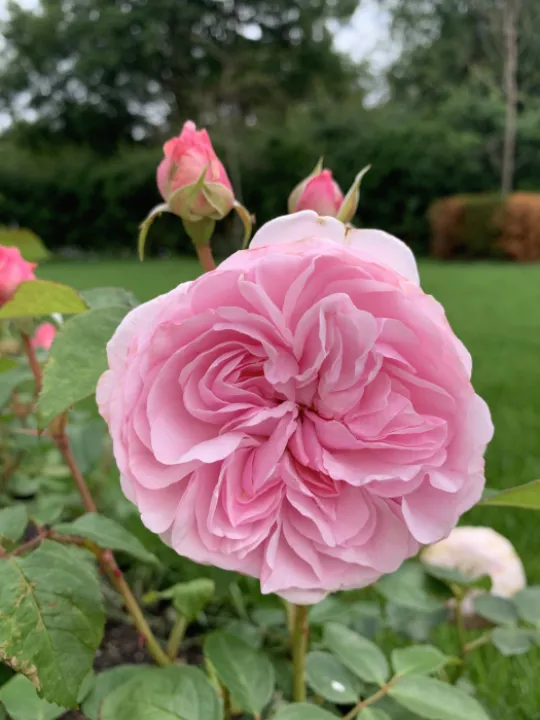 "Olivia Rose Austin"